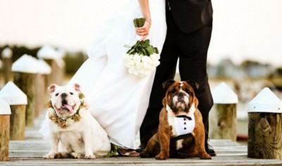 Можно ли совместить свадьбу и собаку?