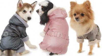 Одежда для собак на сайте doggycouture.com.ua, которая отвечает международным стандартам
