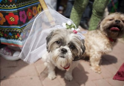 Массовая собачья свадьба прошла в Перу