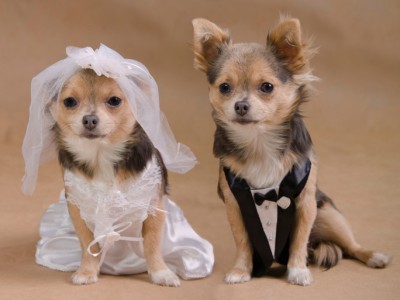 В Пекине прошла массовая свадьба собак