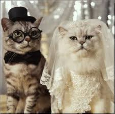 Свадьбы животных - праздник любви