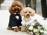 Животное может стать свидетелем на свадьбе
